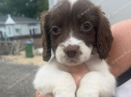 Cocker spaniel puppy&rsquo;s
