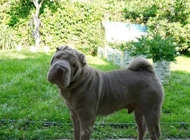 Year old male Lilac Sharpei