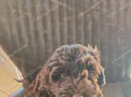 Female cockapoo puppy