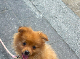 Beautiful male toy Pomeranian puppy