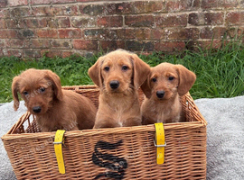 F1 Labradoodle puppy's
