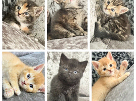 BRITISH SHORTHAIR X KITTENS FOR SALE