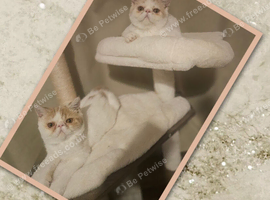 READY TO LEAVE NOW BEAUTIFUL GCCF EXOTIC PERSIAN KITTENS