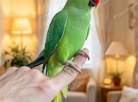 My tamed baby ring neck talking parrot