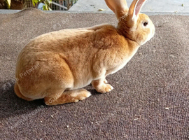 Orange rex