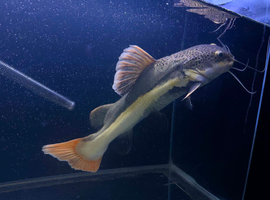 RedTail CatFish
