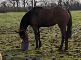 Offered for sale as broodmare - carries competition producing lines -Eventing, Showjumping, Dressage
