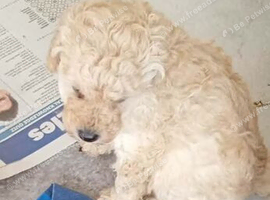 Miniature poodle