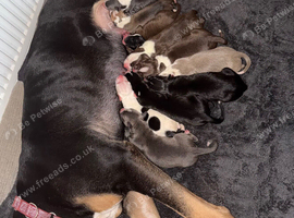 Staffordshire bull terrier x lurcher