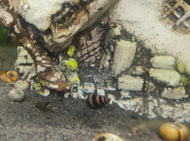 Assassin snails