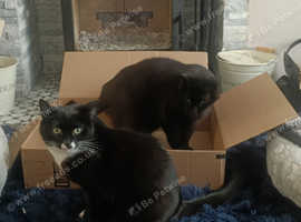 Mucky paw's petsitting