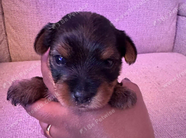 Purebred Yorkshire Terrier (Yorkie) puppies