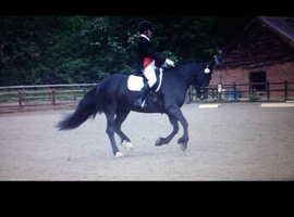 Schooling/ competition/ sales livery