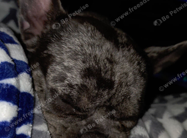 Urgent rehome