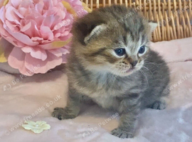 BEAUTIFUL BSH KITTENS