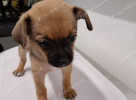 Beautiful Chihuahua Puppies