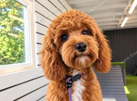Advanced trained maltipoo