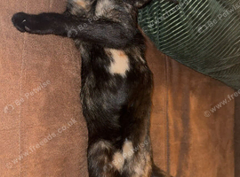 Roughly 3 year old girl looking for home