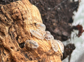Dairy cow isopods for sale