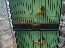 Gloster canaries