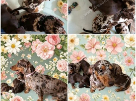 Welcome to my amazing fairbabies Jack Russell cross dachshund