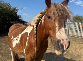 Stunning 13.2 female cob