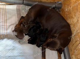 KC reg Male Doberman
