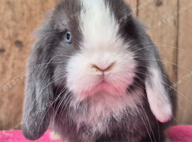 Mini lop babys ready now