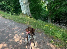 German shorthaired pointer