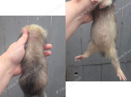 Ferrets for sale