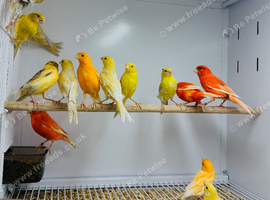 Canaries
