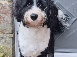 Two Tibetan Terriers: 18-month-old male and 6-month-old female.