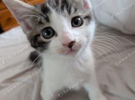 Female kittens for sale