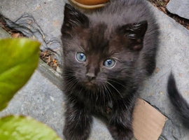 Cute fluffy black kittens