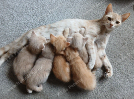 5 beautiful kittens for sale.