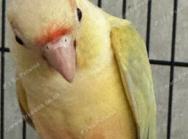 Hand tame moon cheek conure
