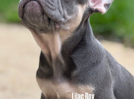 KC French Bulldog Puppies Lilac, Black Tan, Fawn