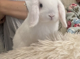 White blue eyes mini lop rabbit