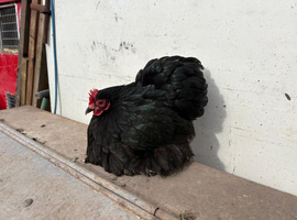 Pair of black pekin bantams
