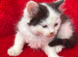Farm raised kittens