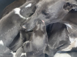 Stunning litter of whippet pups