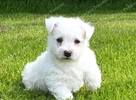 Adorable west highland terrier puppy
