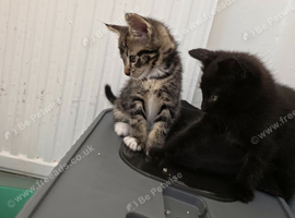 Kittens