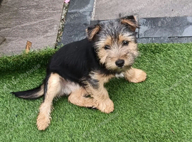 Beautiful Yorkshire terrier