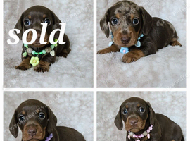 Beautiful smooth mini dachshunds