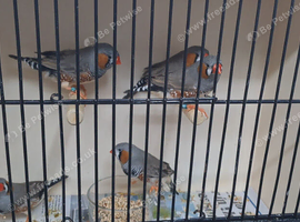 5 Pairs of Zebra Finches