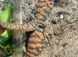 Ornate Uromastyx at Birmingham Reptiles