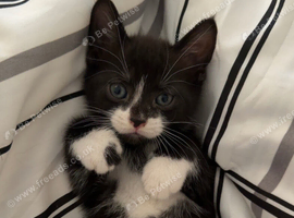 Beautiful tuxedo kittens