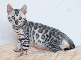 Gorgeous Rosette Bengal Boy Kitten