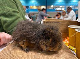 Minipli Boar *Rare breed*
